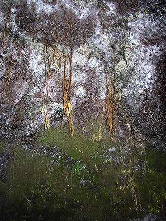 Fotos Höhlen in Hawaiis Wäldern | 