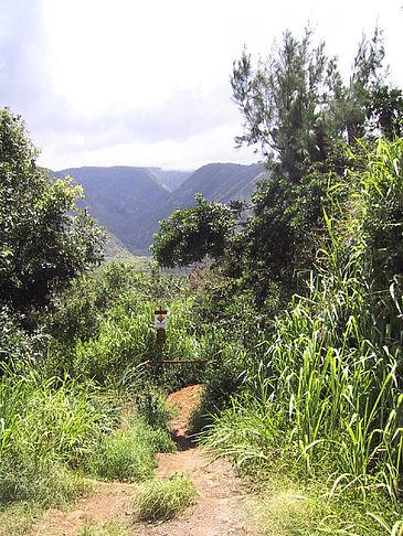 Fotos In Hawaiis Wäldern | 