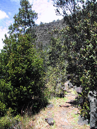 Foto In Hawaiis Wäldern - 