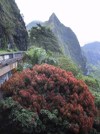 Pflanzen auf Oahou Fotos