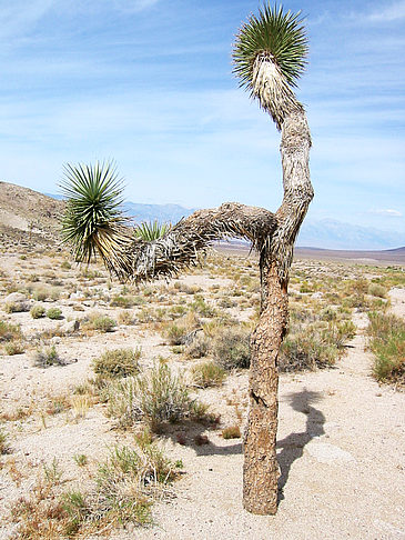 Lone Pine - Panamint Springs Fotos