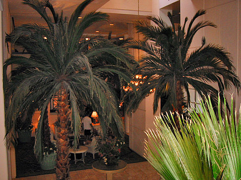 Foto Palmen - Key West