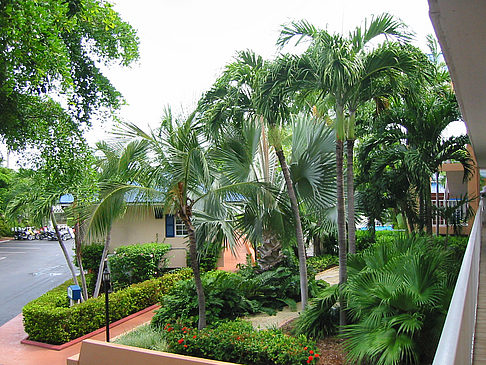 Fotos Palmen am Straßenrand | Key West