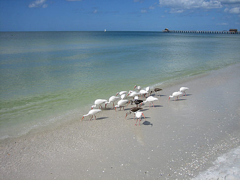 Fotos Vögel am Strand