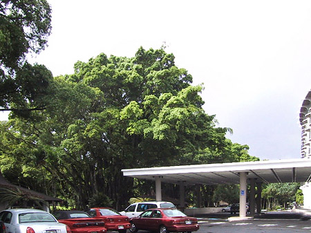 Foto Hawaiis Straßenränder