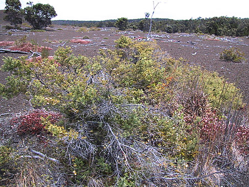 Fotos In Hawaiis Wäldern