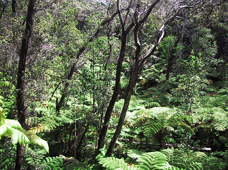 Foto In Hawaiis Wäldern - 