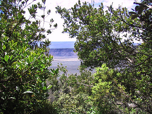 Fotos In Hawaiis Wäldern | 