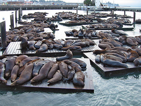 Fishermans Pier 39 bis 45 Fotos