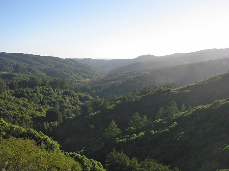 Fotos Muir Wald