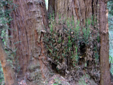 Muir Wald Fotos